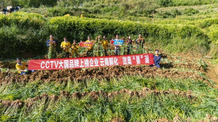 墨江象鼻村生姜大丰登！从种植、施肥到采摘，云南解化全程“呵护”